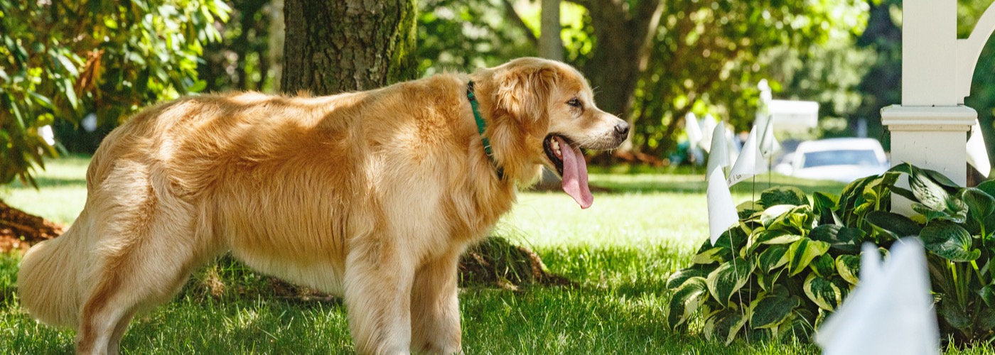 DogWatch of Greater Cincinnati, Cincinnati, Ohio | Outdoor Hidden Dog Fences Slider Image