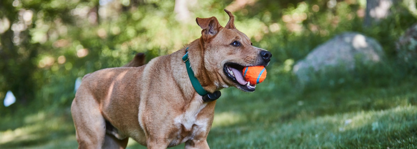 DogWatch of Greater Cincinnati, Cincinnati, Ohio | ProFenceX Slider Image